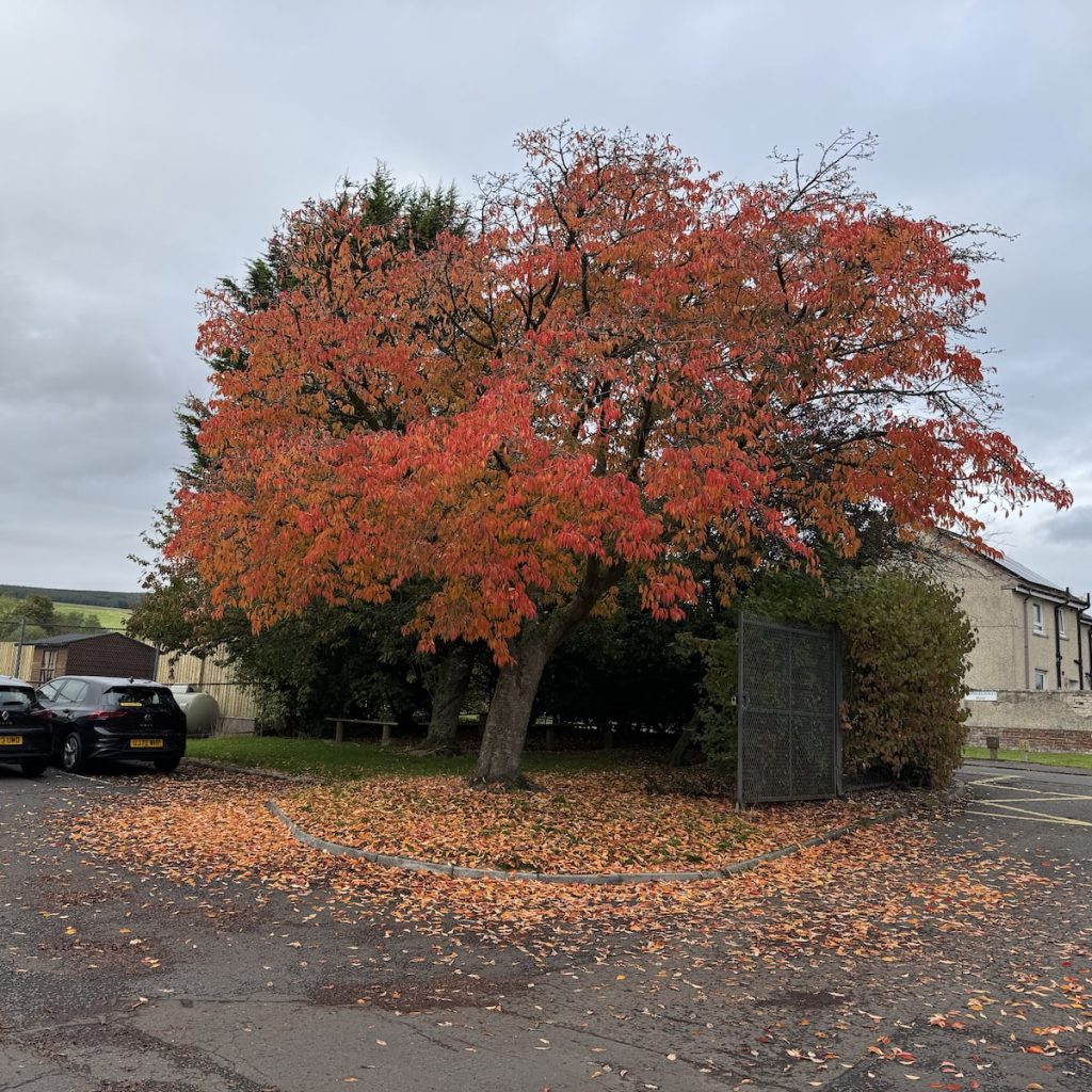 A tree with vivid orange and red autumn leaves stands on a grassy patch beside a parking lot with parked cars.