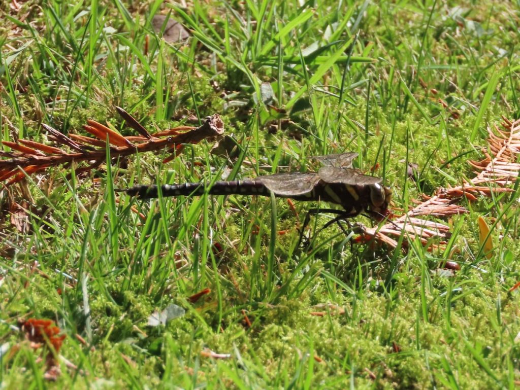 Dragonfly resting on grass and moss with scattered pine needles.