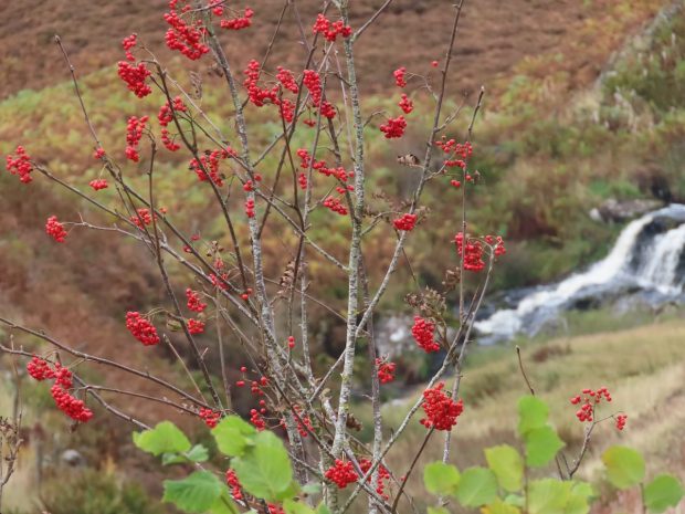 Rowan tree with red berries in front of a waterfall and hillside.