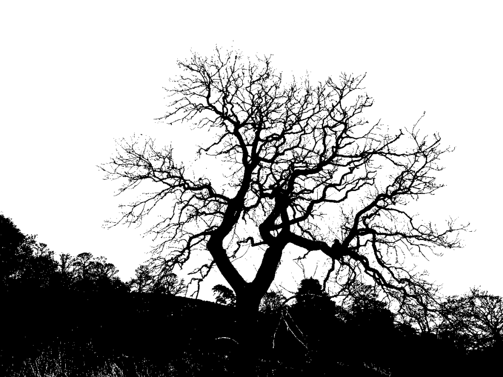  Silhouette of a leafless tree with twisted branches against a white sky. 