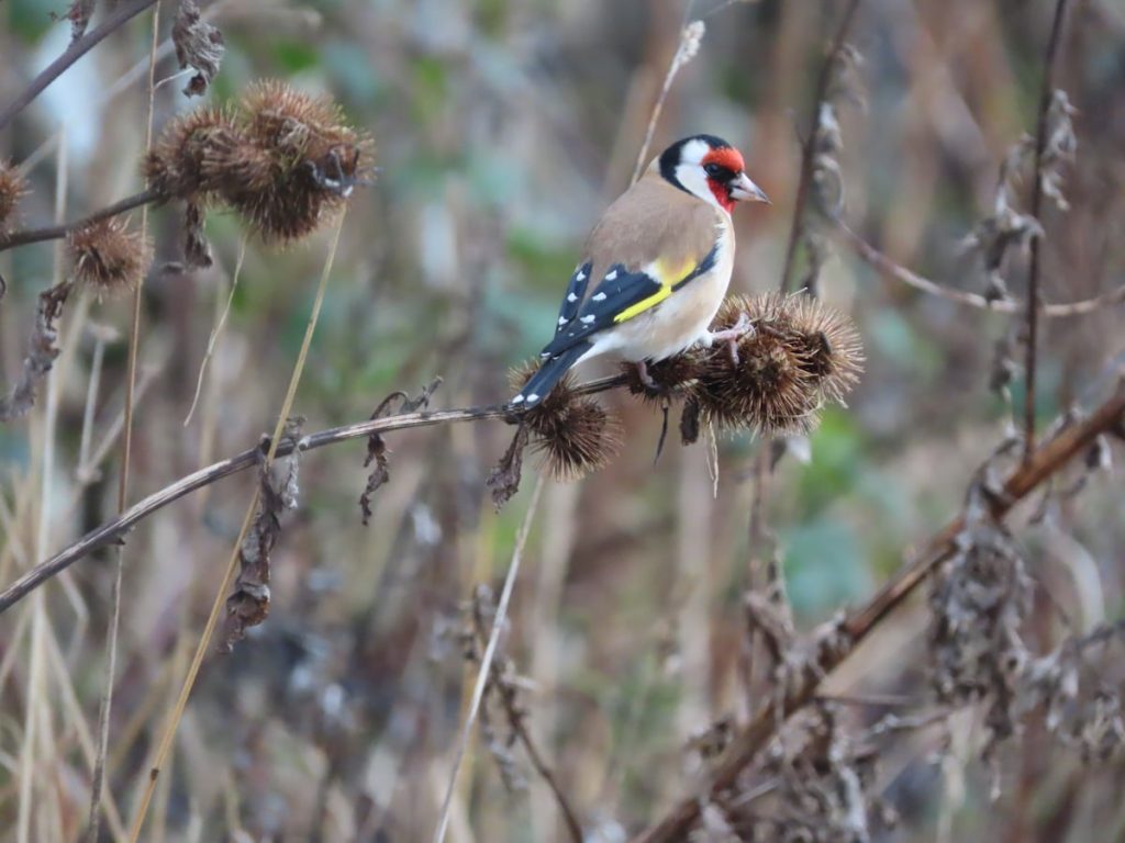 A goldfinch perched on a burdock seedhead