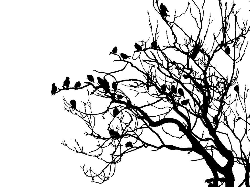 Black and white image of a small flock of starlings in a leafless tree