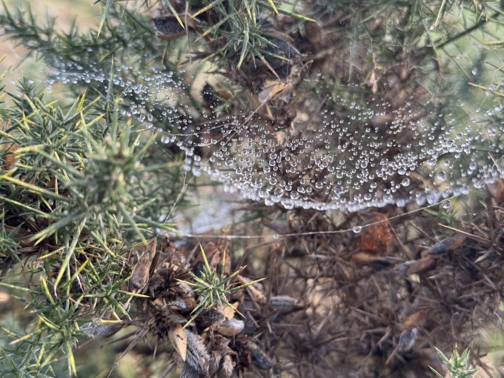 A spider web covered in dewdrops among spiky green and brown foliage.