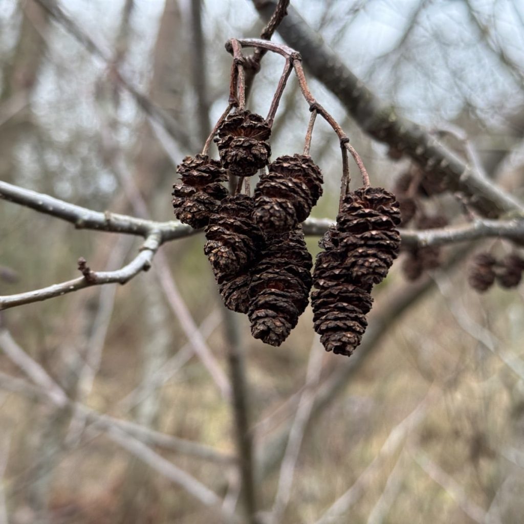 Close-up of dark brown alder cones on a branch.