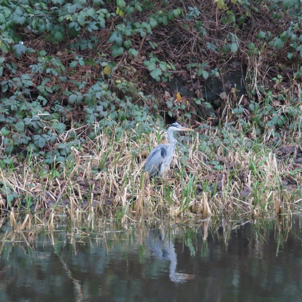 A heron at the edge of a canal reflected in the water