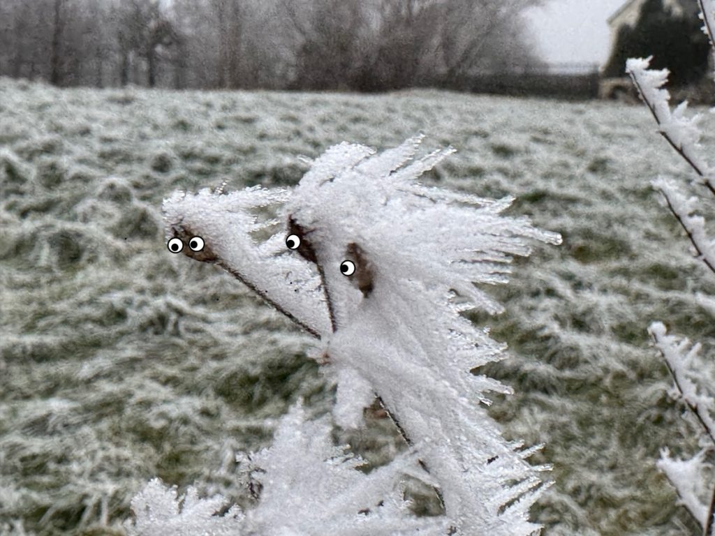 Strands of course grass covered by gore frost. Googly eyes added to 3