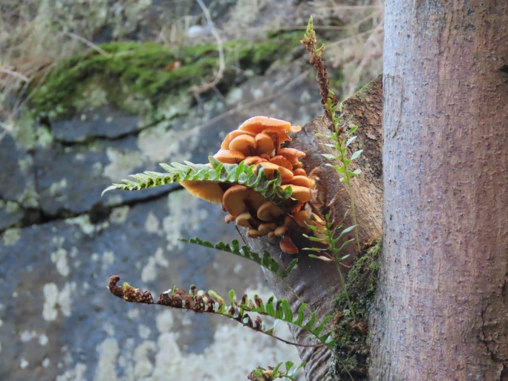 Orange mushrooms and green ferns growing from a tree trunk.