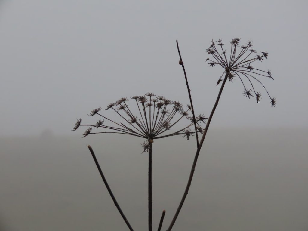 Silhouette of dry hogweed plants against a foggy background.