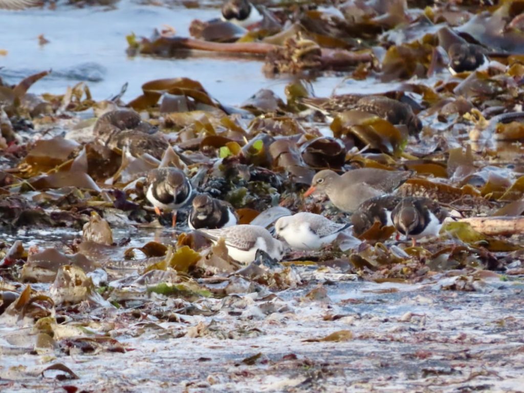 Shorebirds, including sanderlings, turnstones, and a redshank, forage among seaweed on a shoreline.