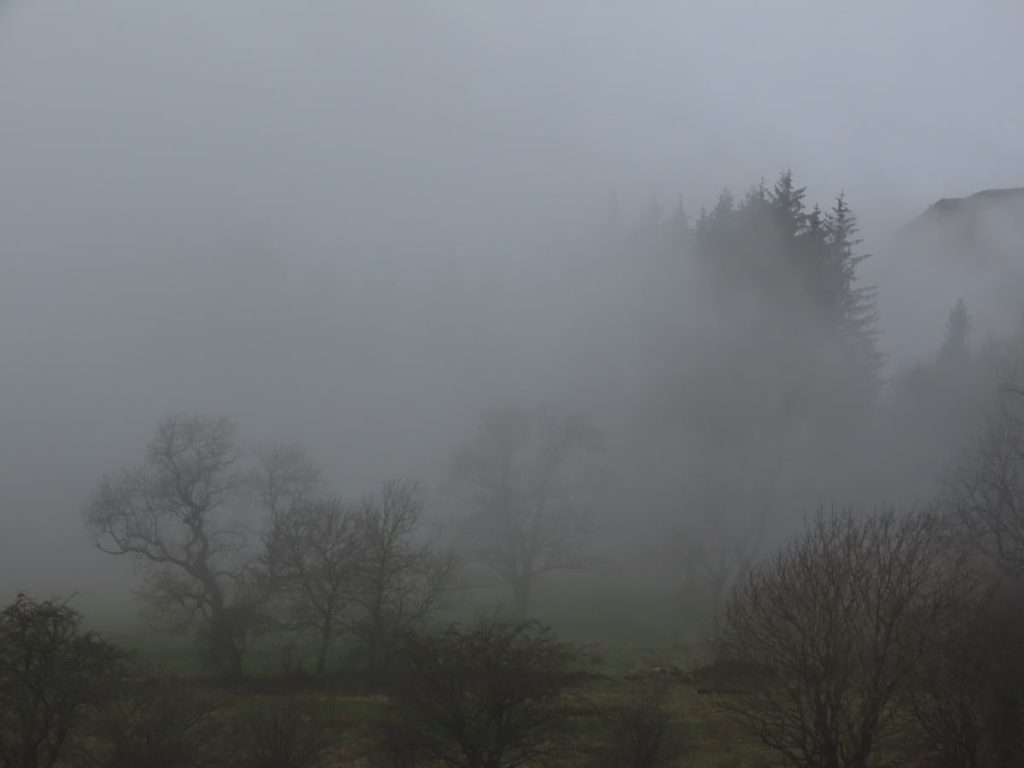 Foggy landscape with leafless trees and conifers shrouded in mist.