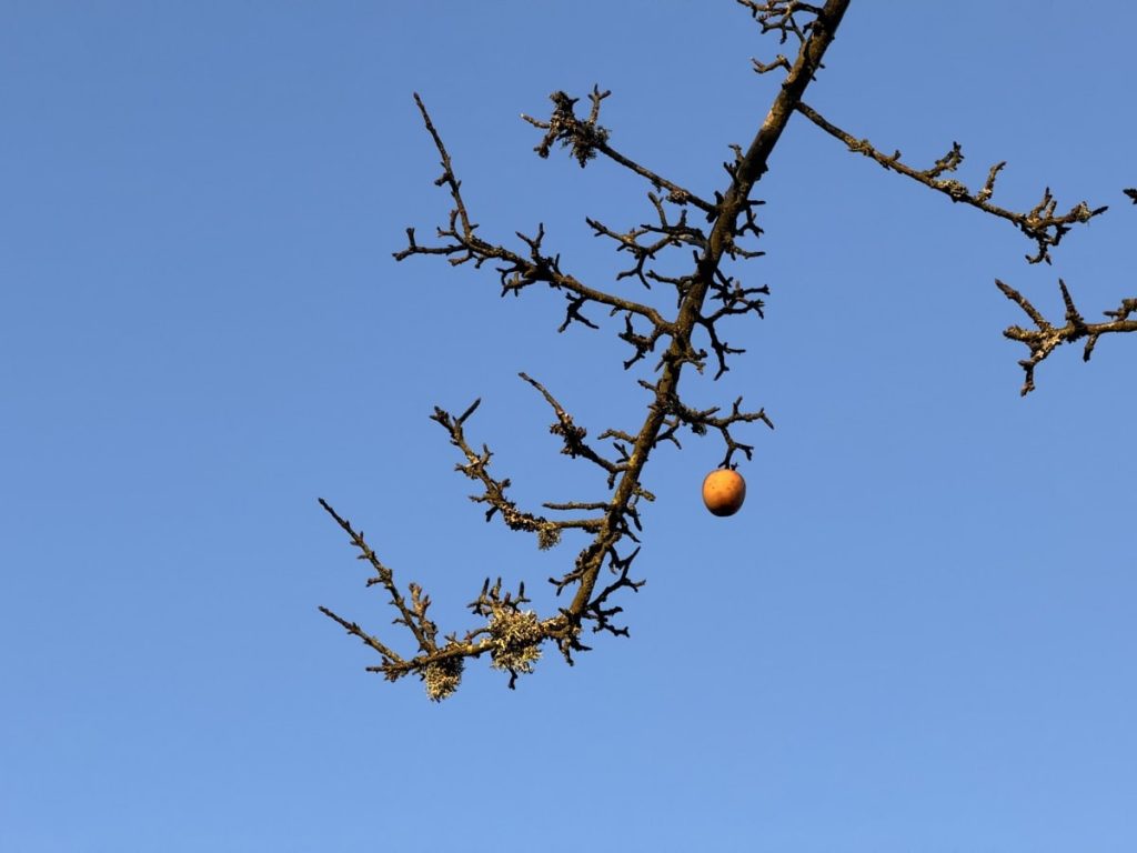 An apple on an otherwise bare branch against a blue sky