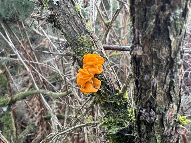 Witch's Butter Fungi growing on a gorse branch