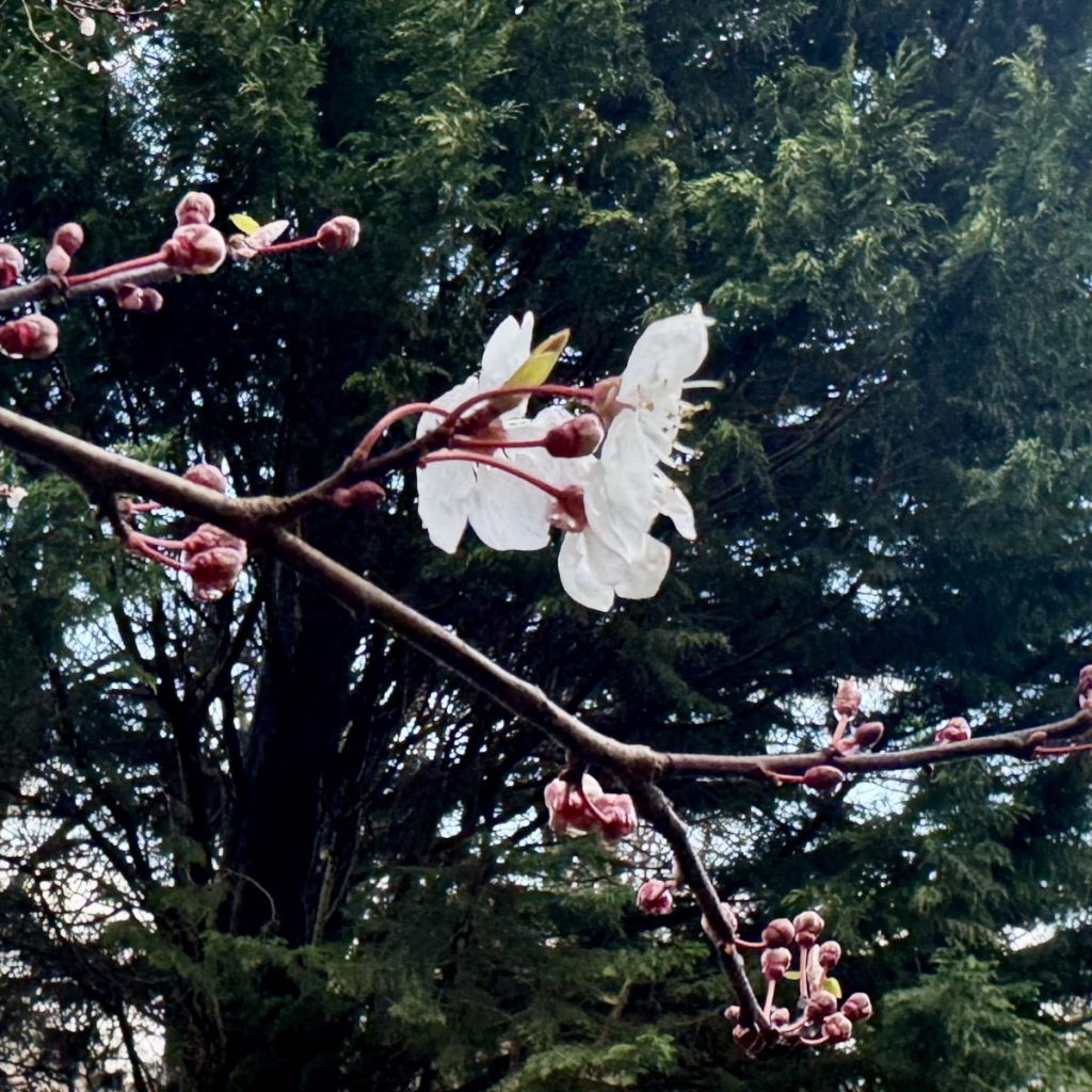 Branch of plum blossom with white flowers and pink buds against a backdrop of dark green leaves.