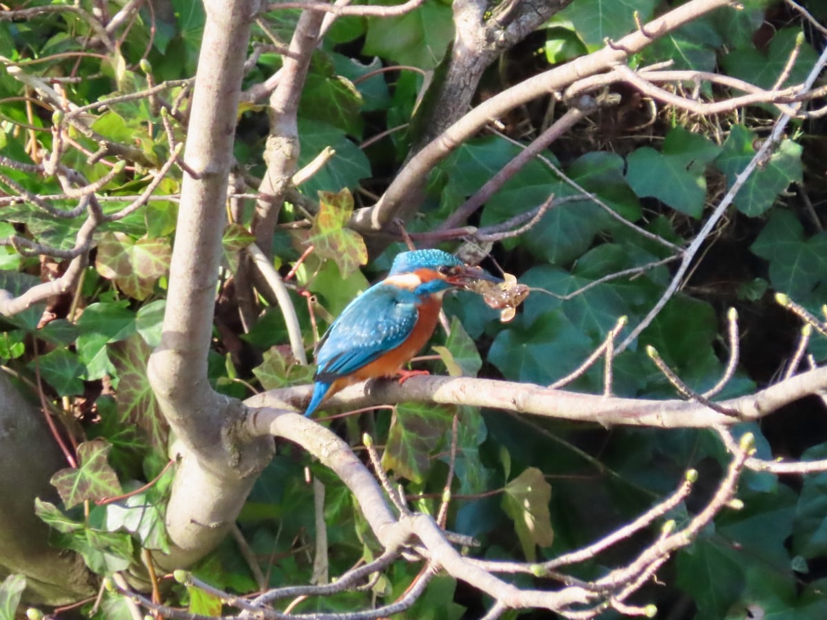 Kingfisher sitting on a small branch. Fish in its beak.