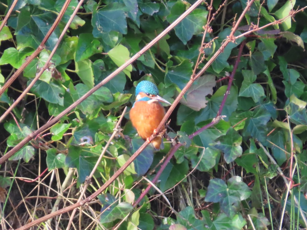 Kinfisher clingingto a dry stalk, ivy behing.