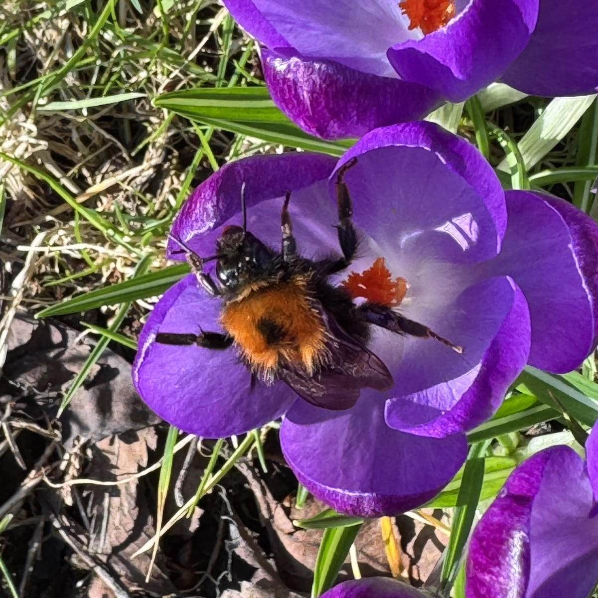 Tree Bumblebee on crocus flowe