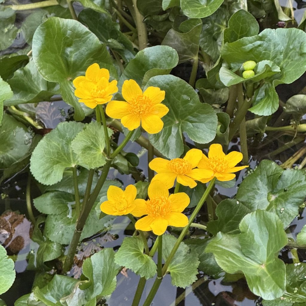 Marsh Marigold, yellow flowers, green leaves