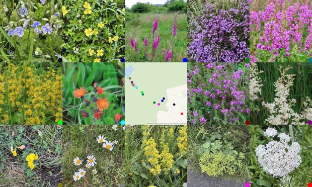from topleft: speedwell; tormentil; foxglove; thyme; rosebay willow herb; loosestrife; fox and cubs; MAP; bell heather; meadowsweet; bird's foot trefoil; ox-eye daisy; ladies bedstraw; ladies mantle; water droplet (maybe)