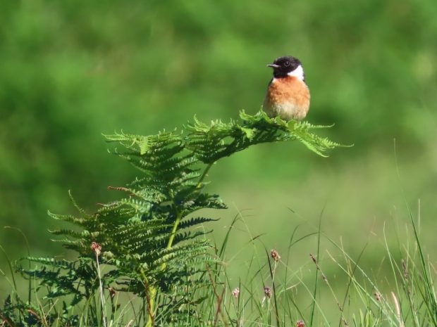 Stonechat on a bracken frond