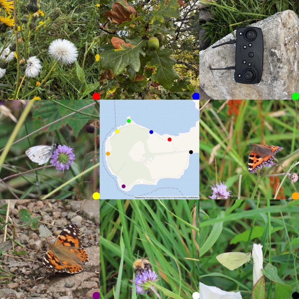 A collage of nine images featuring butterflies, flowers, an acorn, a device on a rock, and a map.
Top left: White fluffy sow thistle seeds and yellow flowers.
Top center: Oak leaves with a green acorn in the middle.
Top right: A black electronic device is on a large, rough stone.
Middle left: A green-veined white butterfly perched on a devils-bit scabious flower. 
Middle center: A simple map indicating locations around Ardmore . Different coloured dots mark various points on the map.
Middle right: A small tortoiseshell butterfly sits on a devils-bit scabious flower.
Bottom left: A painted lady on the path.
Bottom centre: A common carder bee gathers pollen from a devils-bit scabious flower..
Bottom right: A small white butterfly is on a bindweed flower.