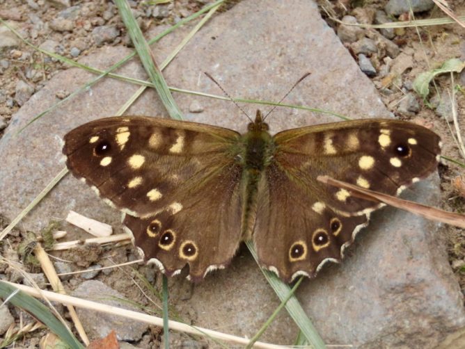 Speckeld wood butterfly, wings outstretches resting on a stone