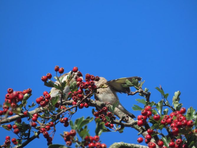 A goldfinch feeding a oungster, in hawthorn bush covered with bright red berries, sky very blue behind.
