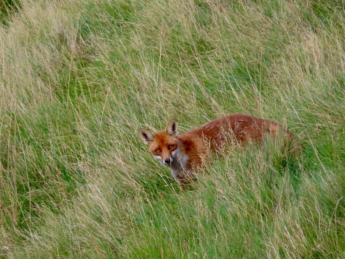 Fox on a grassy slope, looking straight at camera.