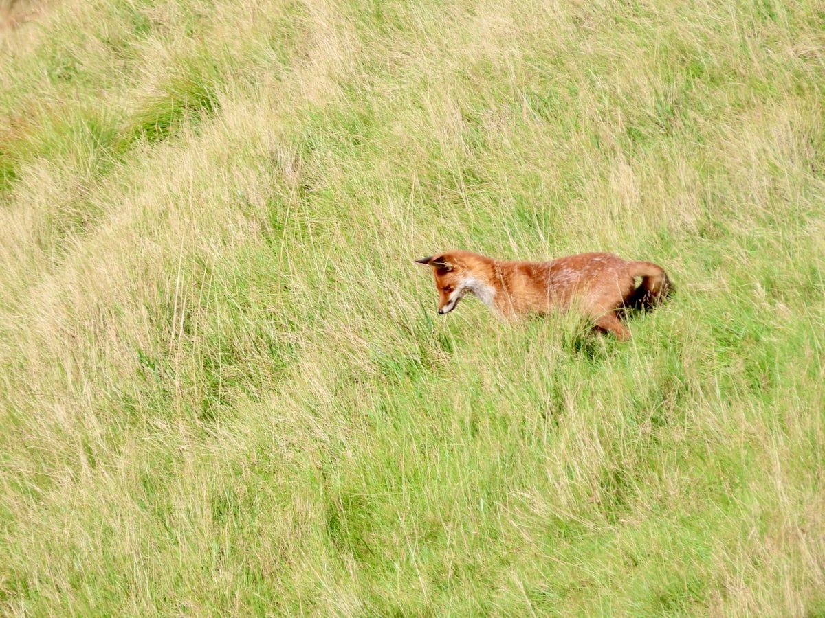 Fox on a Grassy Slope, looking intently into grass.