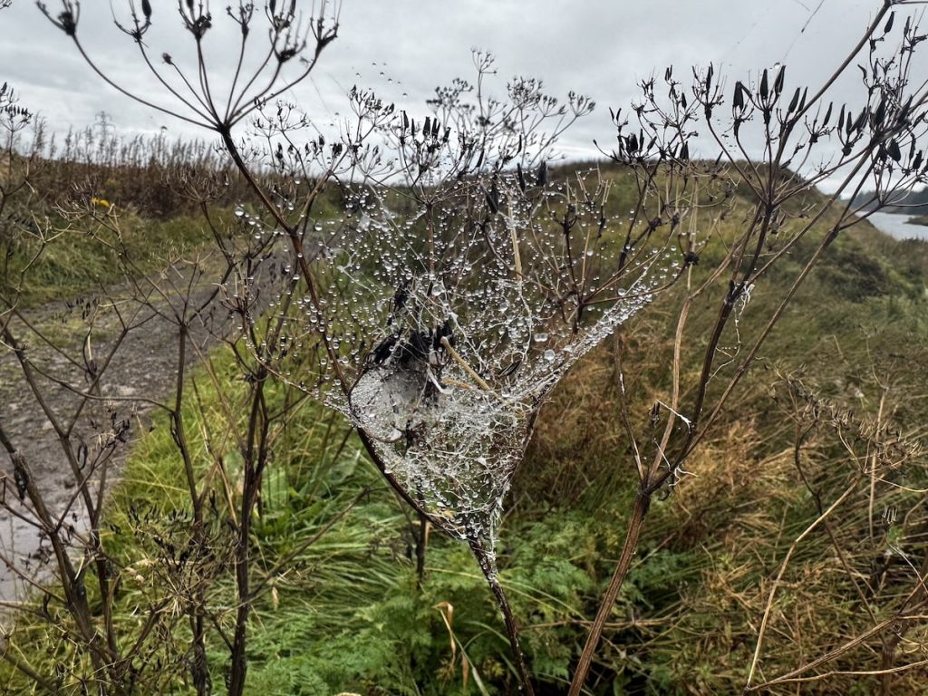 Spider web with water droplets on dried hogweed branches against an overcast landscape.