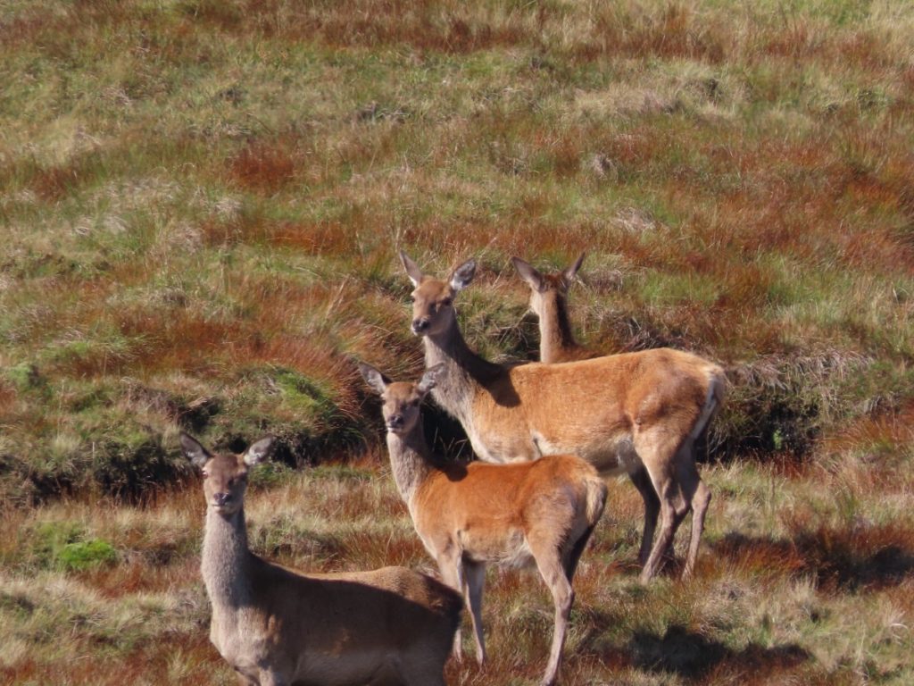 Four red deer hinds stading in a tight group