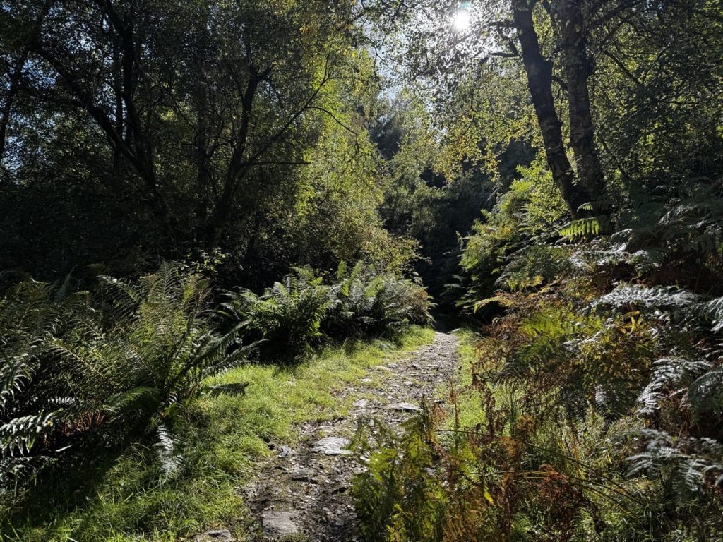 A woodland path with sunlight filtering through the trees and lush vegetation.