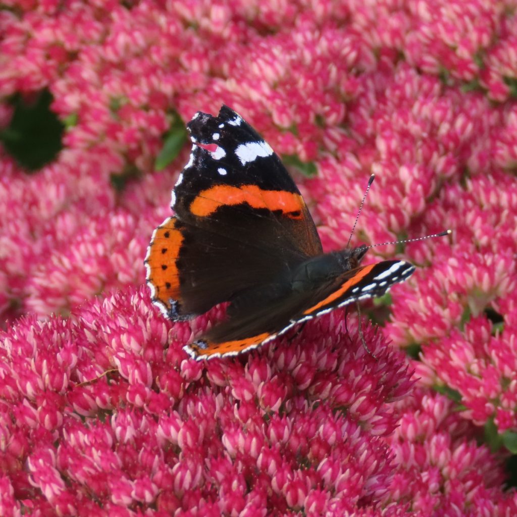 Red Admiral on pink flowers