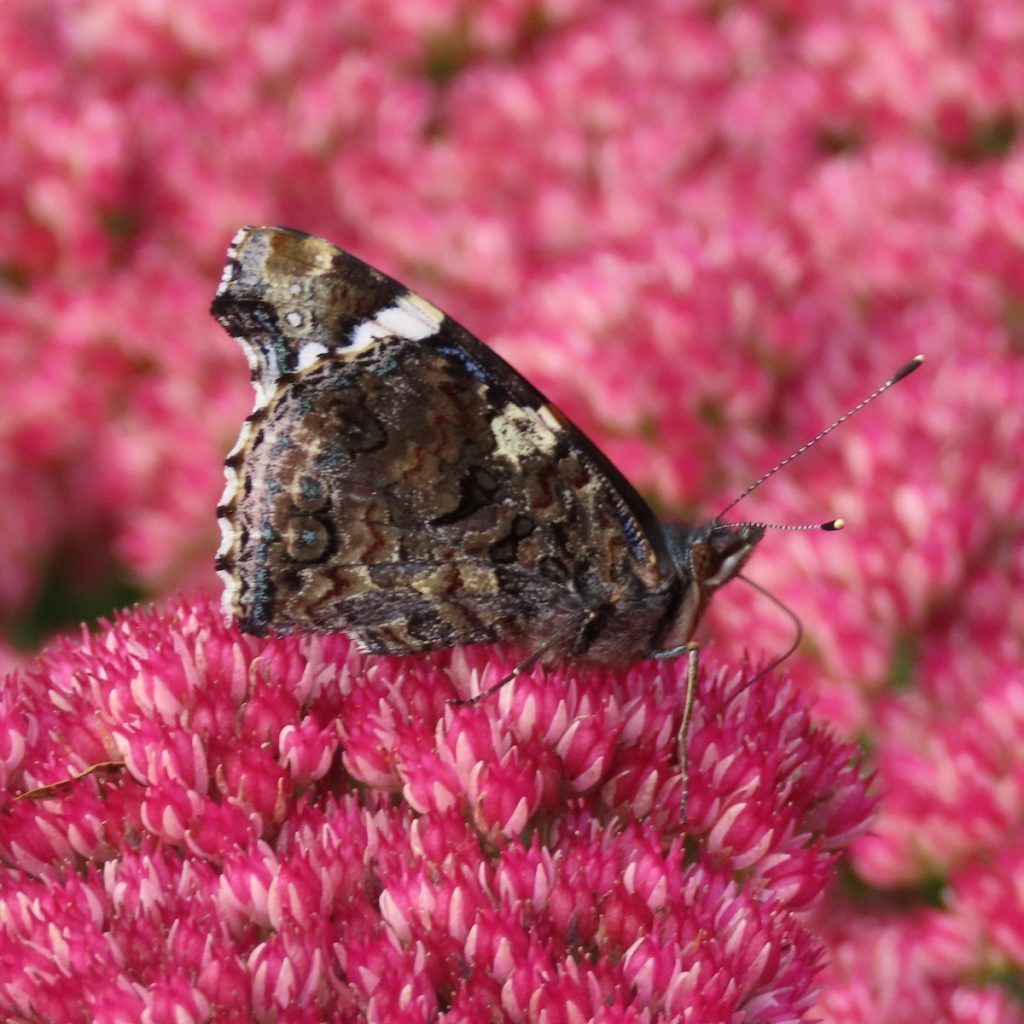 Red Admiral wings closed on pink flowers