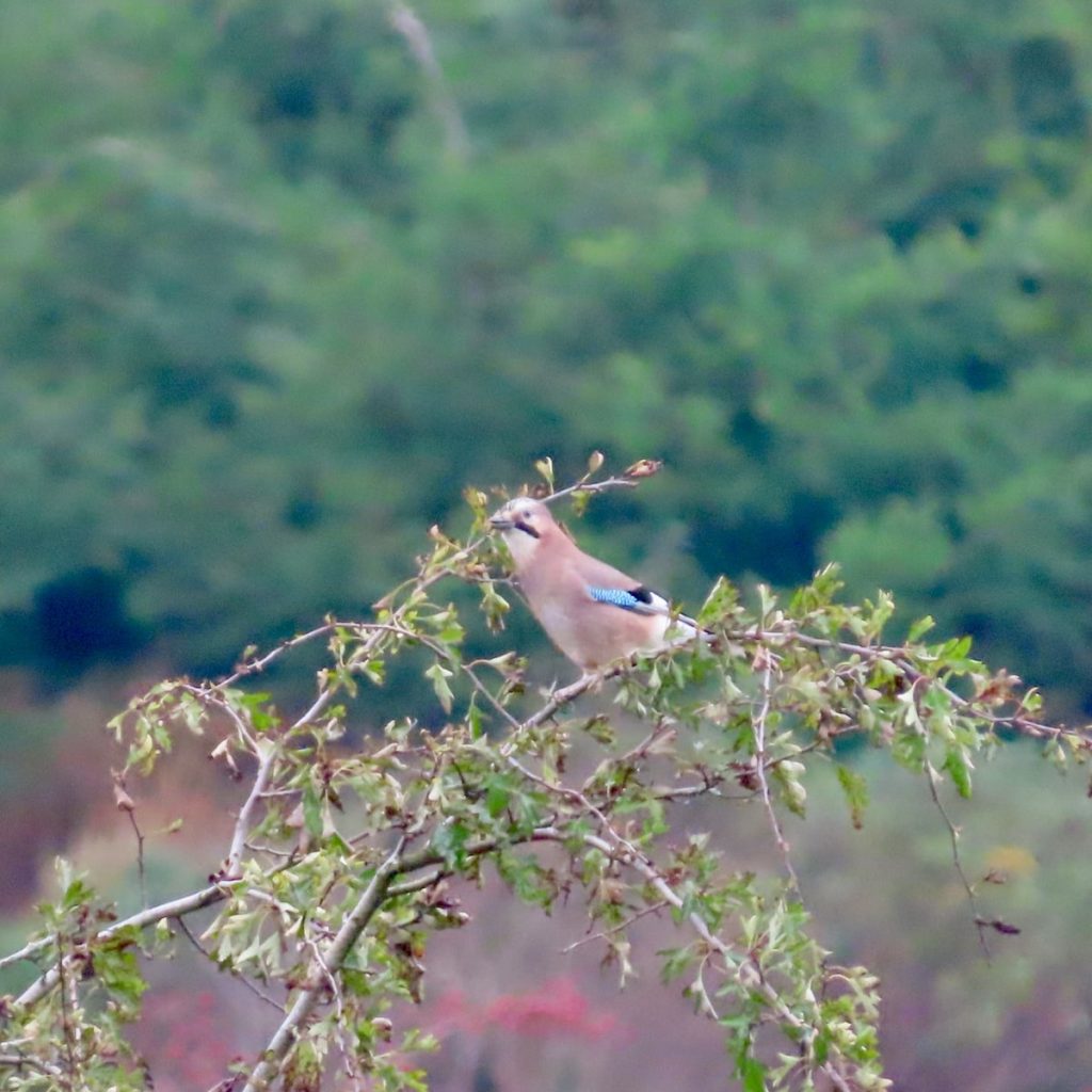 A jay in the branches of a hawthorn bush