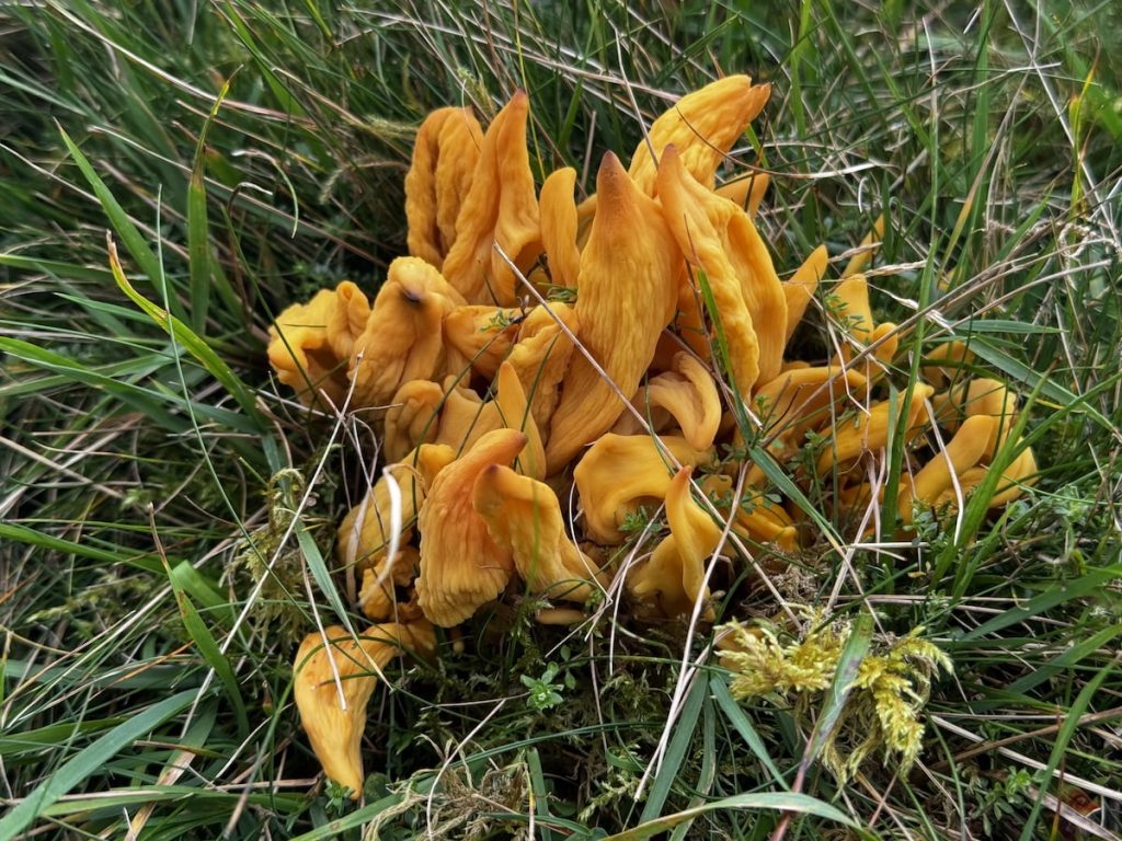 A cluster of bright orange-yellow golden spindles fungi among green grass.