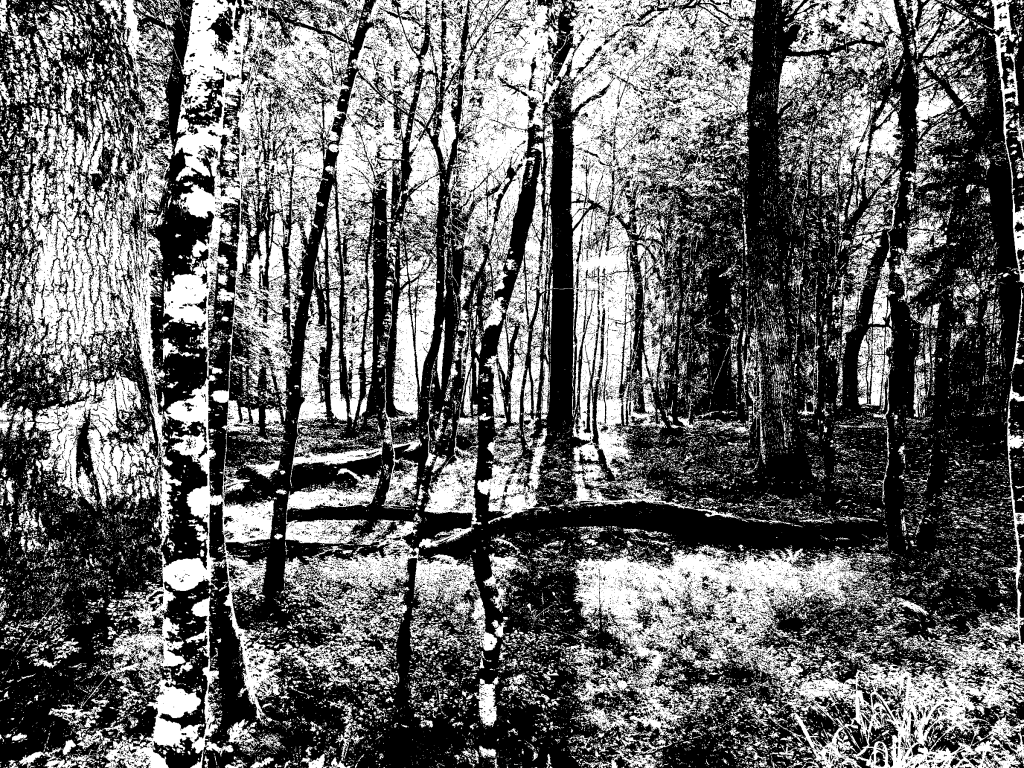 High-contrast black and white image of a forest with tall trees and dappled sunlight.