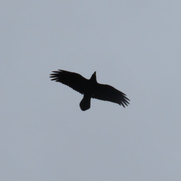 A raven in flight, wings outstretched against a grey sky
