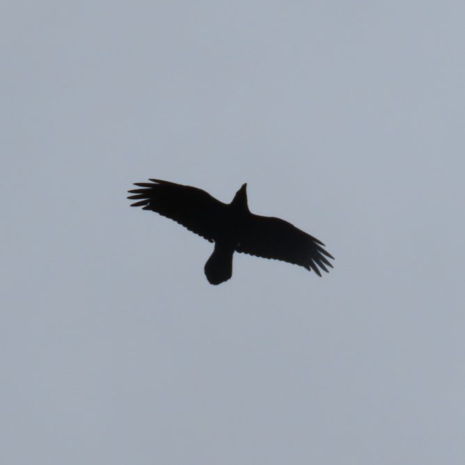 A raven in flight, wings outstretched against a grey sky