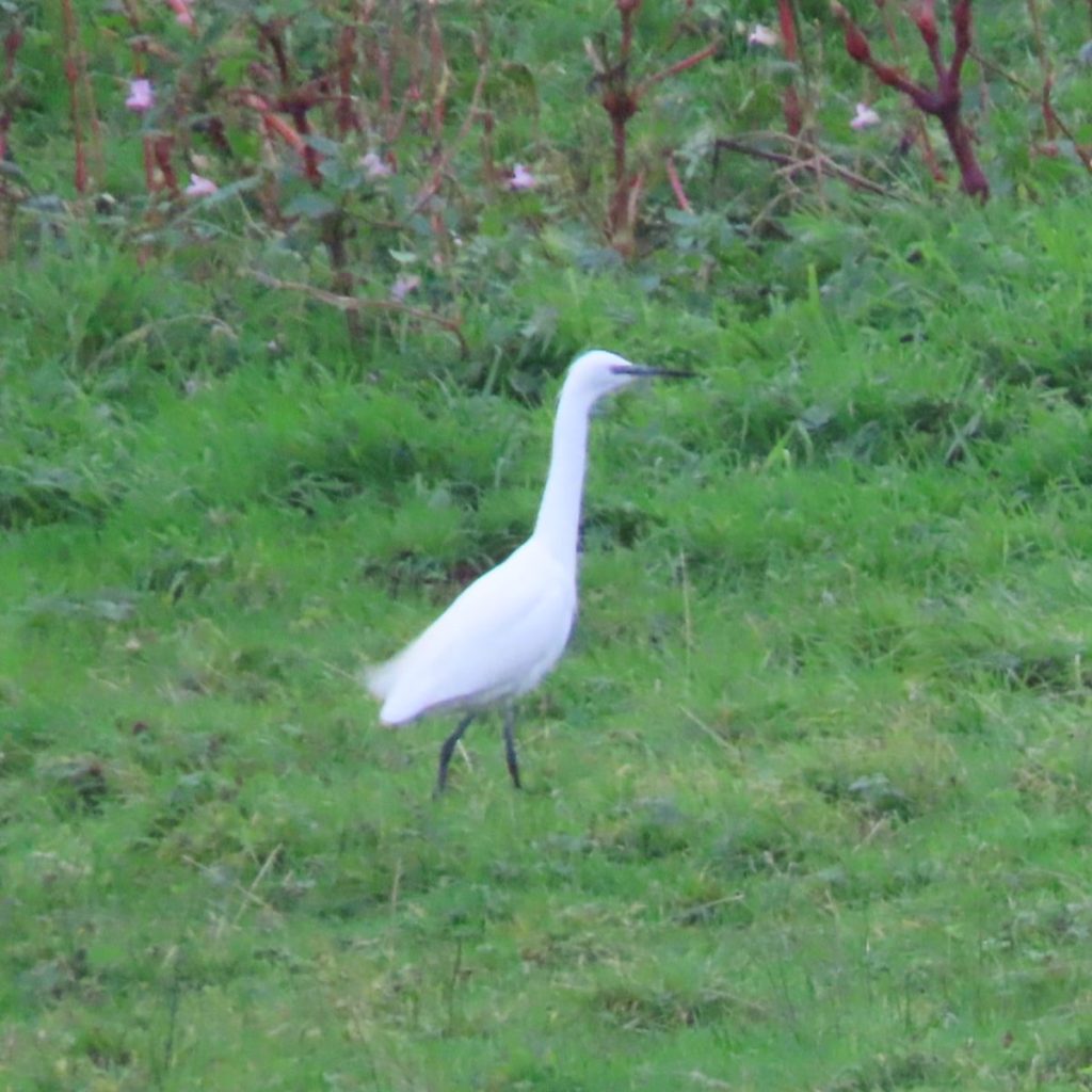 A little Egret in a field