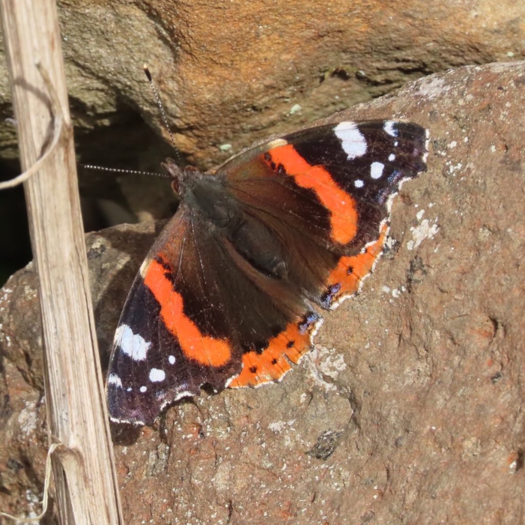 Red Admiral resting on a rock