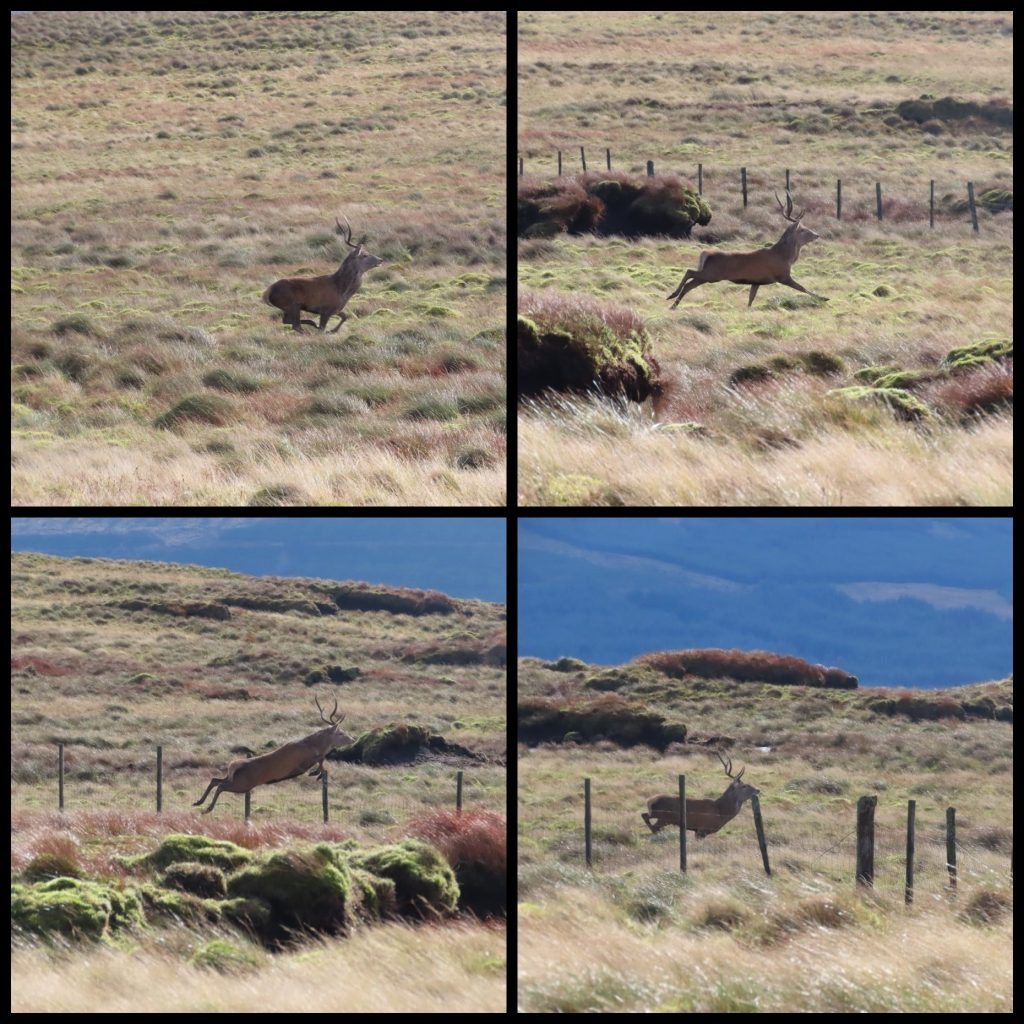 A collage of four images showing a deer jumping over a wire fence 