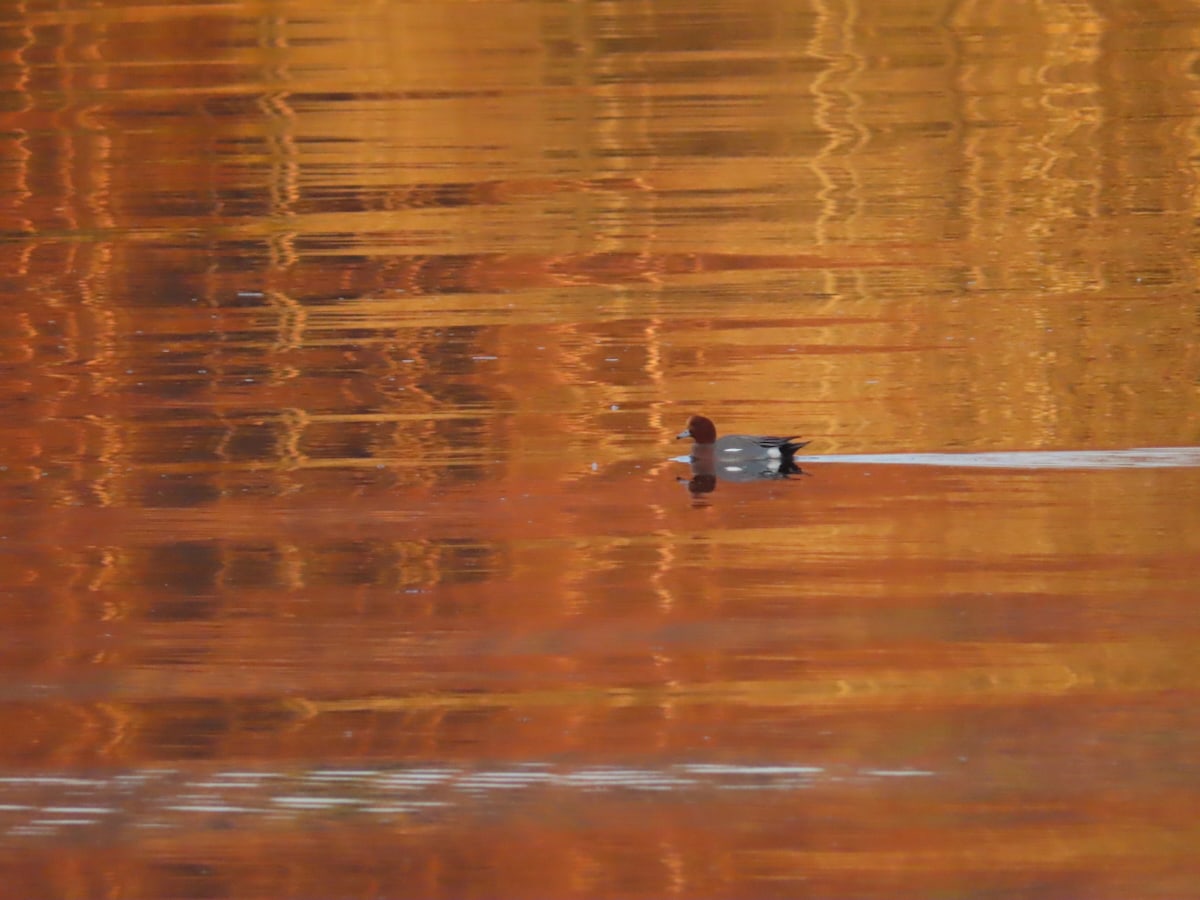 Widgeon duck swimming on limpid  water with vibrant orange and gold reflections.