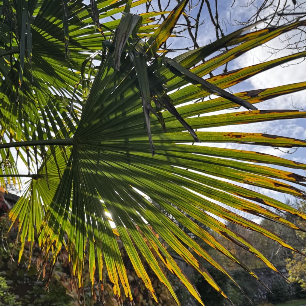 Close-up of a sunlit palm leaf showing green with yellow-brown edges against a blue sky.
