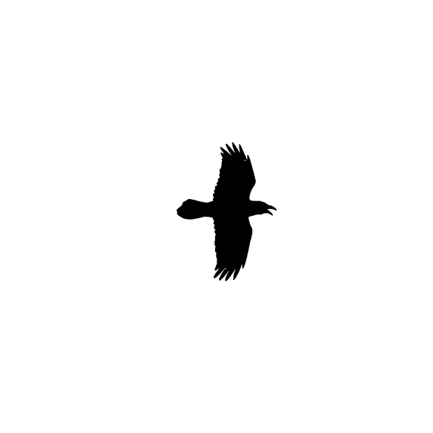 Raven in flight, Black and white