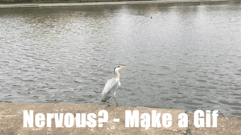 Animated gif, a heron on the edge of a pond, ducks as a gull flys over. Text: Nervous? - make a gif.