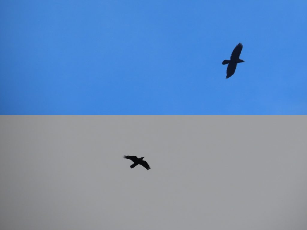 montage of two photos combined vertically. Both show a raven flying. The top over blue sky the lower uniform grey clouds.