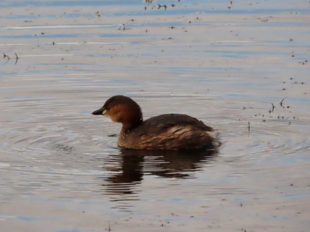 A dabchick