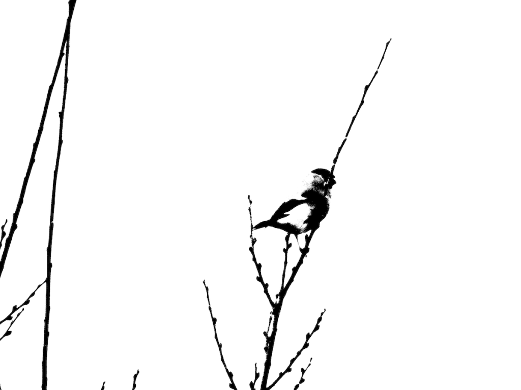 A silhouette of a bullfinch on a slender tree branch against a white background.