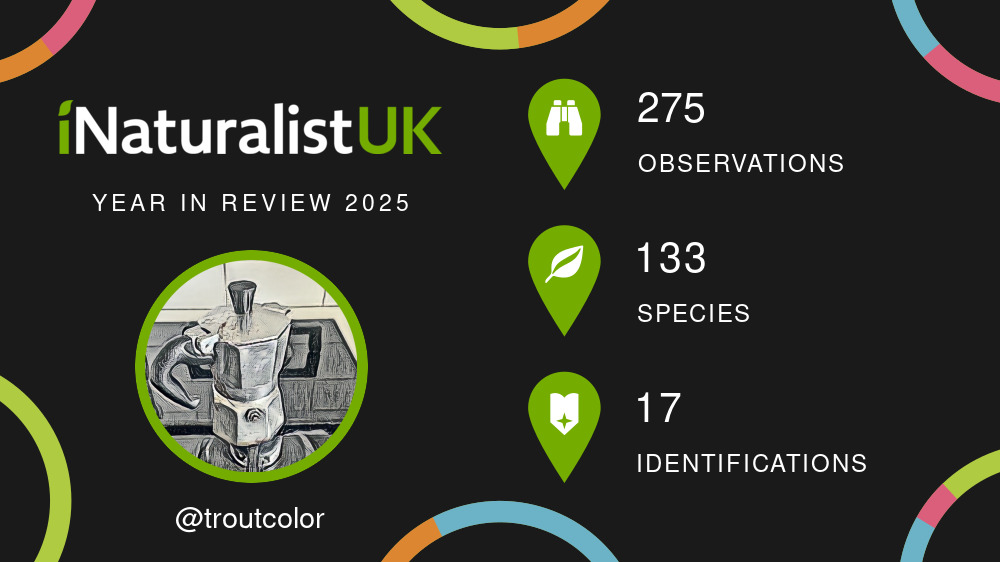 INaturalist year in review 2025: 275 observations, 133 species, 17 identifications
