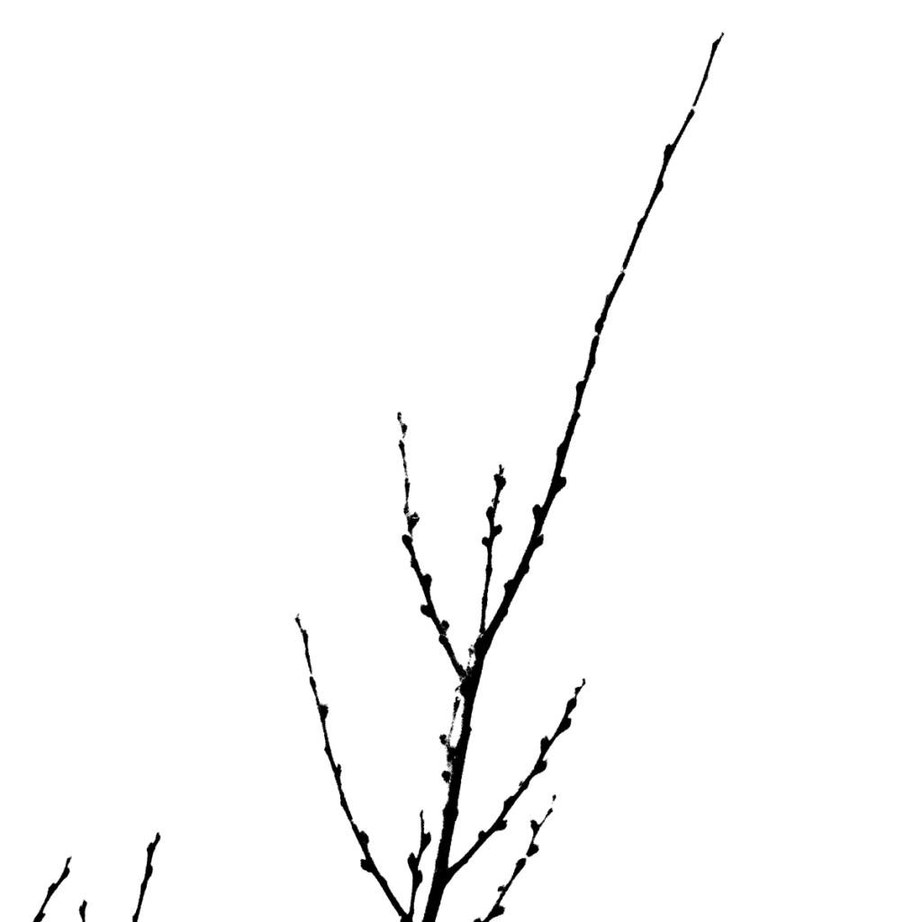 Black silhouette of tree branches on a white background.